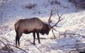 Winter Elk 7X71.jpg
